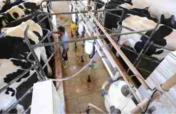  Paraná bate recorde na produção de frangos, suínos, bovinos, leite e ovos em 2025 